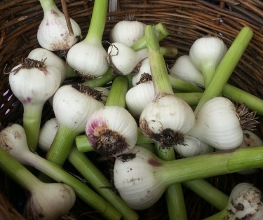 Wet garlic.